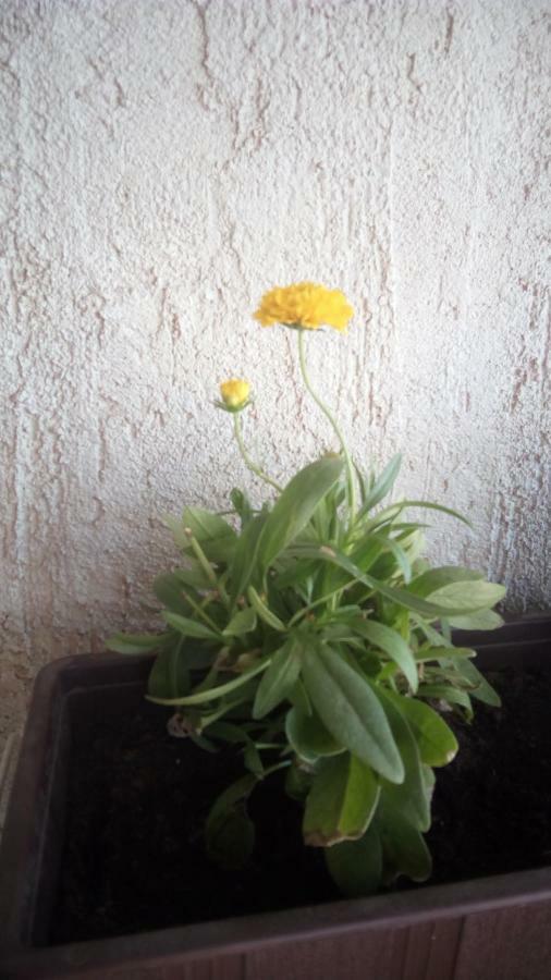 Apartment Butterfly Split - For Rest And Relaxation Esterno foto