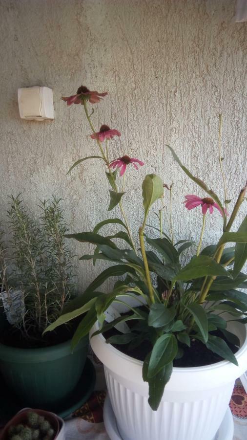 Apartment Butterfly Split - For Rest And Relaxation Esterno foto